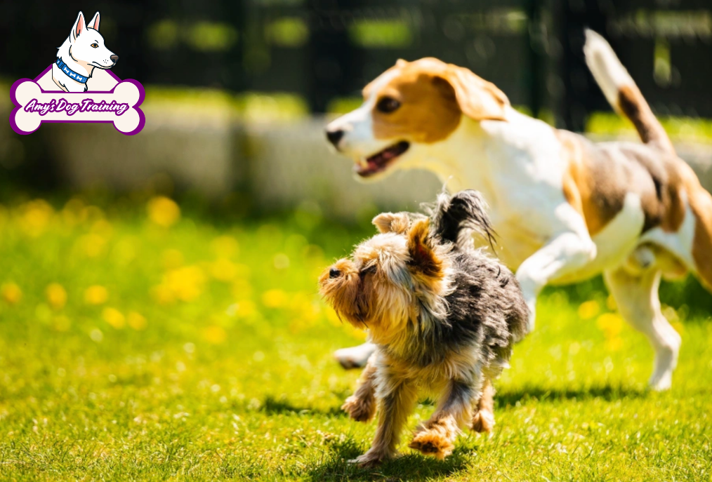 The Emotional Side of Dog Boarding Many Pet Owners Overlook