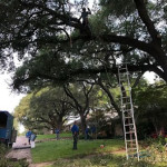 When Should Trees Be Trimmed in McKinney, TX for the Safest Results.jpg