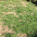 Common Lawn Issues in Greenwood, IN - How Professional Care Can Help.jpg