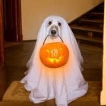 doggy.jpg