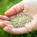 grassseed.jpg