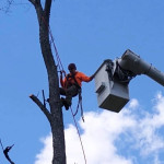 tree trimming greensboro.jpeg