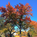 tree service cleveland oh.jpg