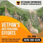 Anti-Poaching-Efforts-1.jpg