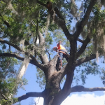 tree-trimming-service.png