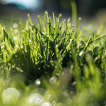Sanderscapes Landscaping.jpg