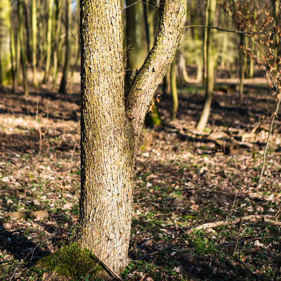 Zazueta Tree Specialists: San Jose’s Skilled Tree Service Experts