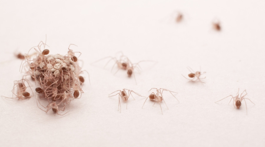 Signs of a Spider Infestation and When to Call for Extermination