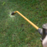 Managing Lawn Pests in Boise Idaho - Safari Lawn Care.jpg