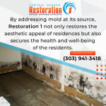 addressing mold at its source.png