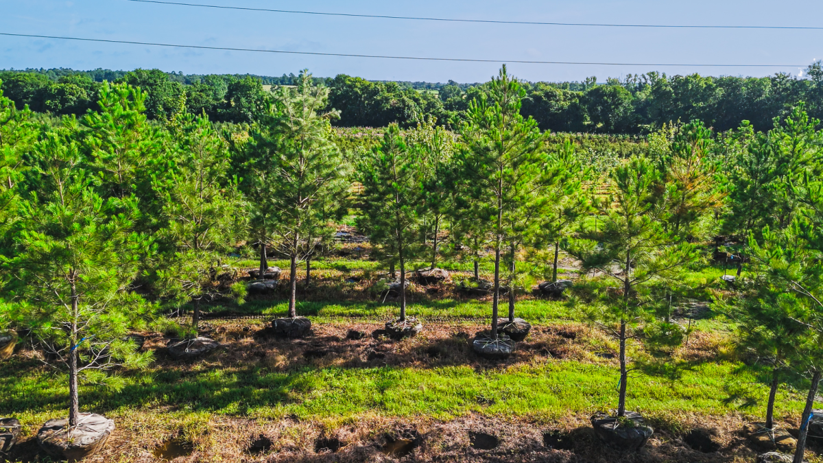 Professional Tree Installation Explained by Magnolia’s B&A Farms