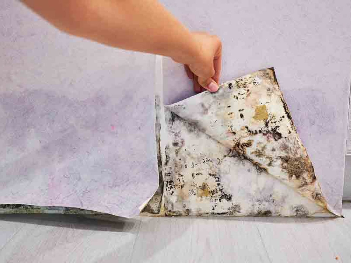 Don’T Ignore That Musty Smell: It Might Be Mold From Moisture