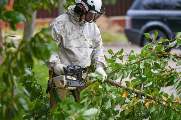 Yanez Tree Highlights Storm Damage Risks for Trees in Avenel