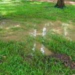 swampyspotsintheyard.jpg