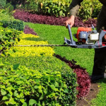 Hedge Trimming Boise.jpg