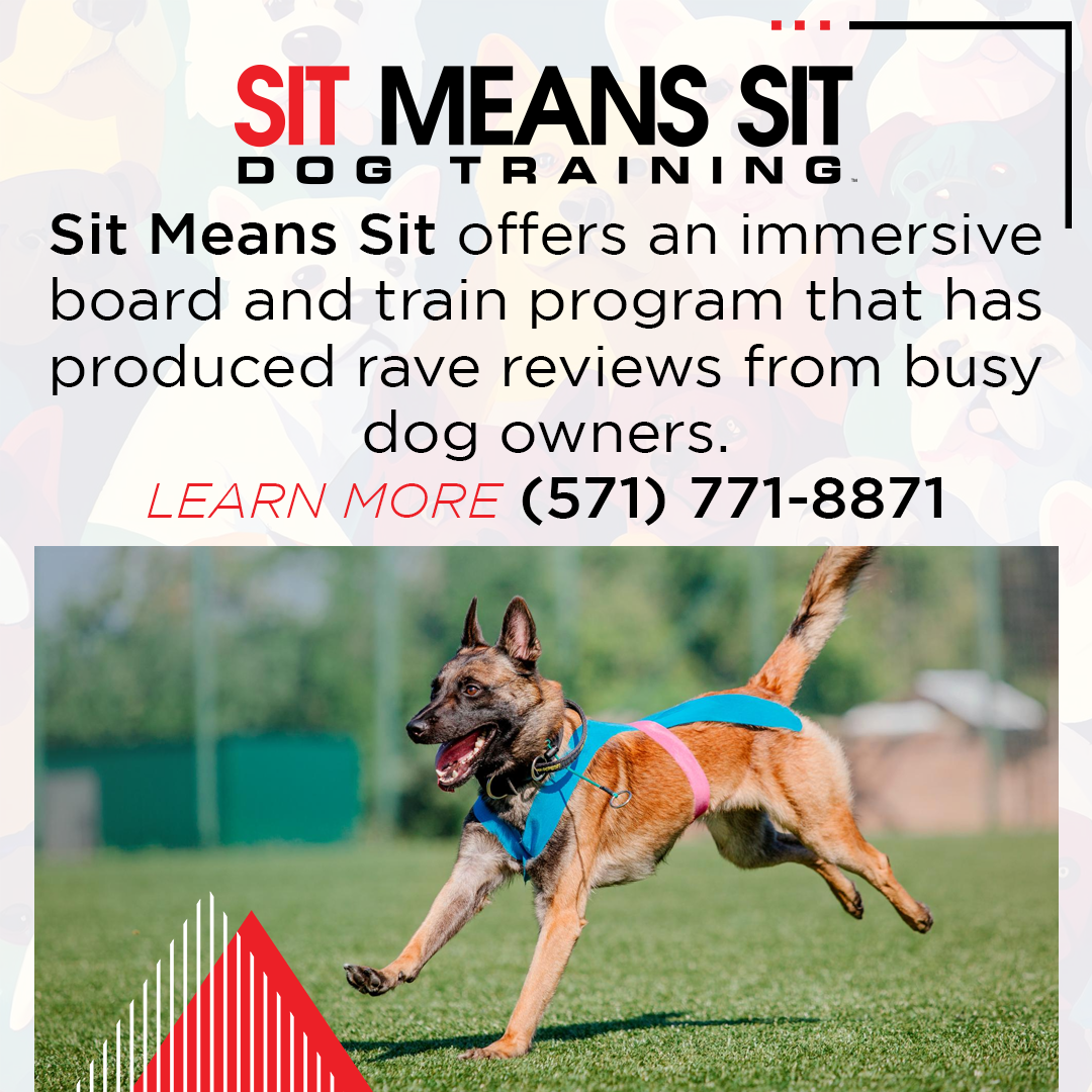 Sit Means Sit Dog Training Manassas Sit Means Sit Dog Training Offers