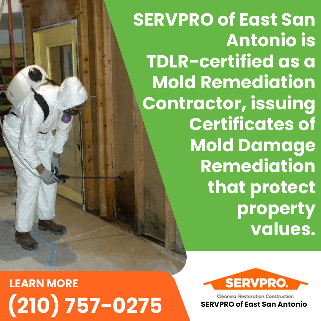 Mold Remediation Professional