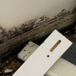 mold removal company port st lucie.png