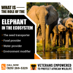 Vetpaw PR Image 4.png