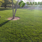 Fall Lawn Cleanup in Boise Idaho - Lawn Care by Safari Lawn LLC.jpg