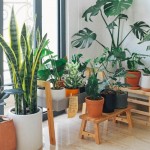 moregreenathome.jpg