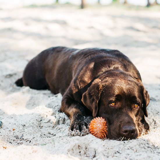 Heavenly Paws Pet Aquamation: Atlanta’s Water-Based Pet Cremation Experts