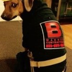 dog.jpg