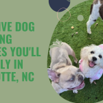 Exclusive Dog Boarding Services You'll Find Only in Charlotte, NC