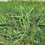 Crabgrass Weed Invading Your Indianapolis Lawn- Here’s How to Stop It Before Summer.jpg