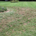 Why Do Thin Patches or Bare Spots Persist Even After Overseeding in Cumming, GA.jpg