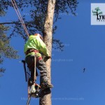 Tree Removal Lynchburg VA