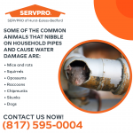 SERVPRO of HEB Graphic 6.png