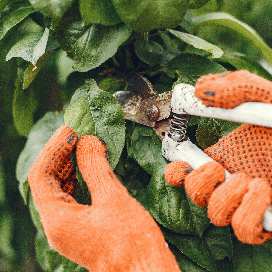 Design Tree Maintenance: Phoenix’s Tree Trimming Experts