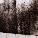 mold remediation.png