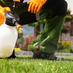 Man doing weed control on green lawn.jpg