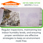 Effective Strategies to keep a mold-free environment.png