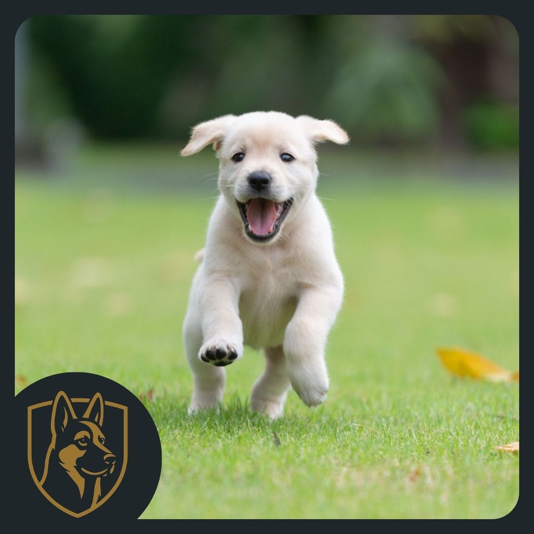 Happy puppy running on grass, pet waste removal business logo in the corner