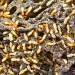 cost-of-termite-treatment-in-cumming-ga-what-to-expect-ezgif.com-webp-to-jpg-converter.jpg
