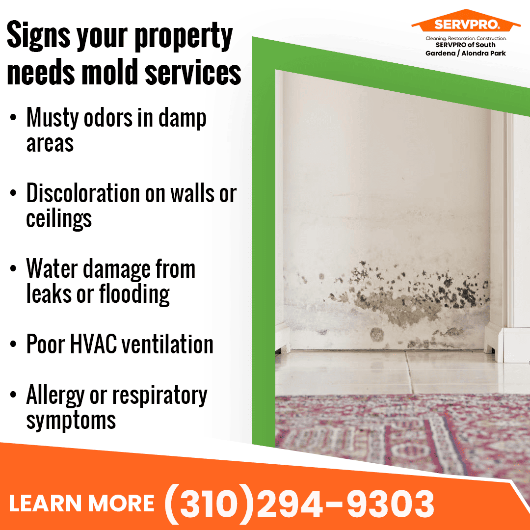 signs your property needs mold services