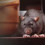 what-methods-are-effective-for-rodent-control-in-alpharetta-ga-a-comprehensive-guide-to-pest-control-65f5315503a43-ezgif.com-webp-to-jpg-converter.jpg