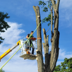 michiana-tree-removal-services.png