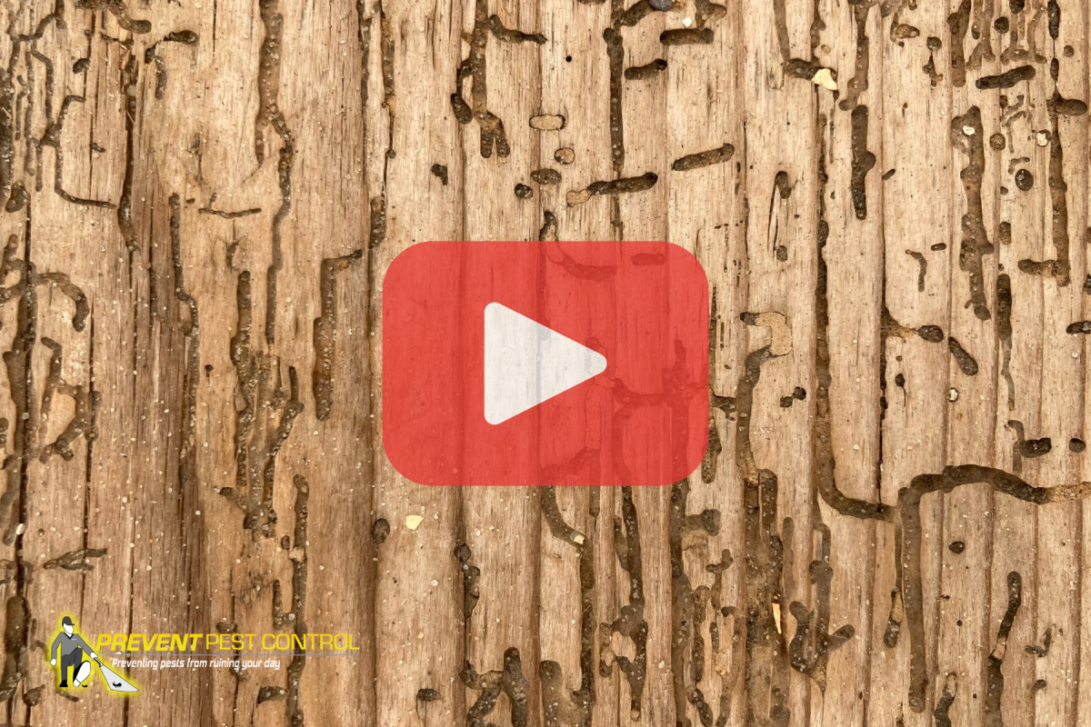 Prevent Pest Shares Insights on WDI Inspections for Homes