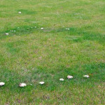Why Are Fairy Rings Appearing in My Lawn, and What Can I Do About It.jpg