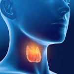 thyroid+gland+neck.jpeg