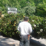 dunwoody-ga-tree-installation-service.jpg