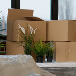 best way to move plants.jpg