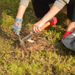 weed control removing weeds.jpg