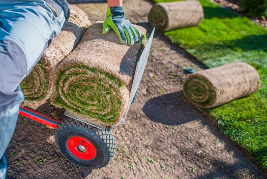 Homeowners Choose Daily Landscaping for Premium Sod in Butler County (1).jpg