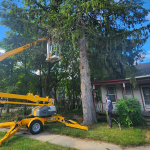 expert-tree-removal-services-with-boom-lift.png