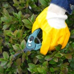 Shrub care gardener hand in glove holding garden pruner.jpg